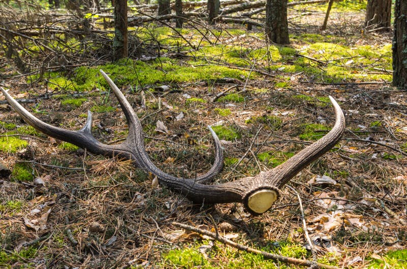Deer Horn in the Forest Deer Horn Near the Tree Stock Photo Image of Deer Horn in the Forest Deer Horn Near the Tree Stock Photo Image of