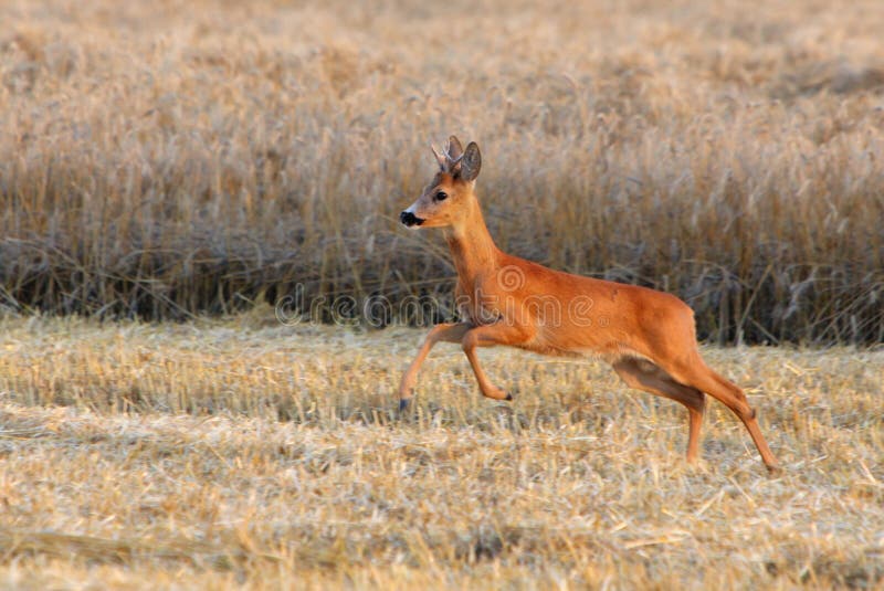 Deer jump on field