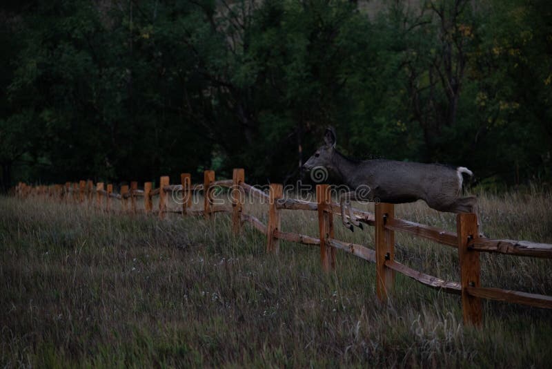 A Deer Jumping Over a Fence Stock Photo Image of fall, light 260464680