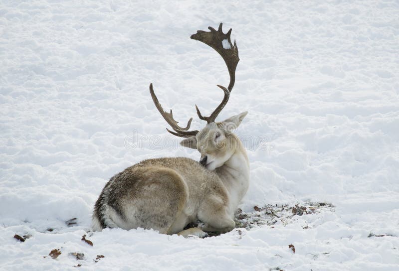 https://thumbs.dreamstime.com/b/deer-laying-snow-cleaning-his-fur-17516316.jpg