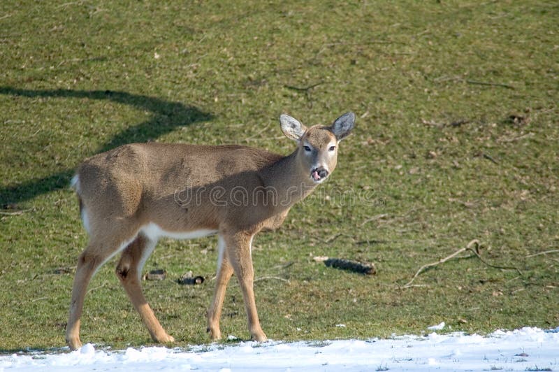 Deer Licking Nose