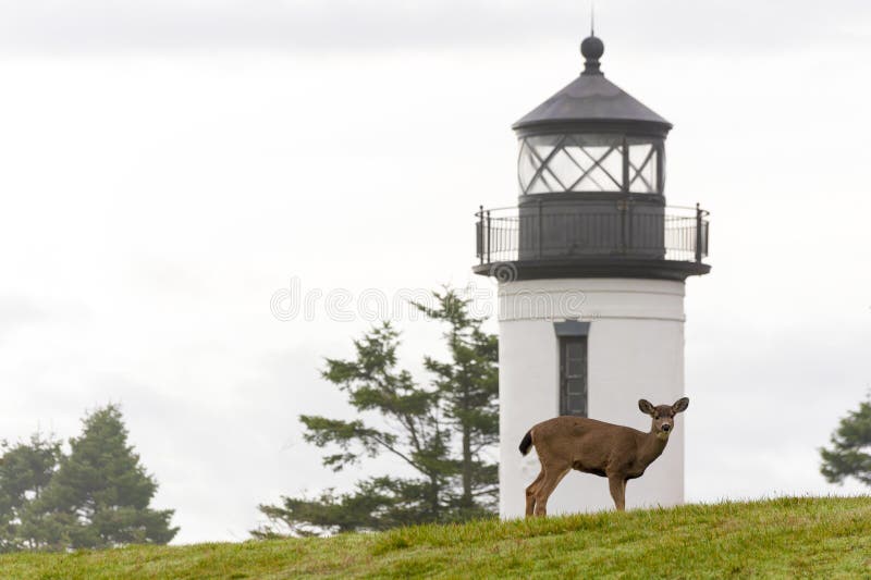 Deer and Lighthouse.