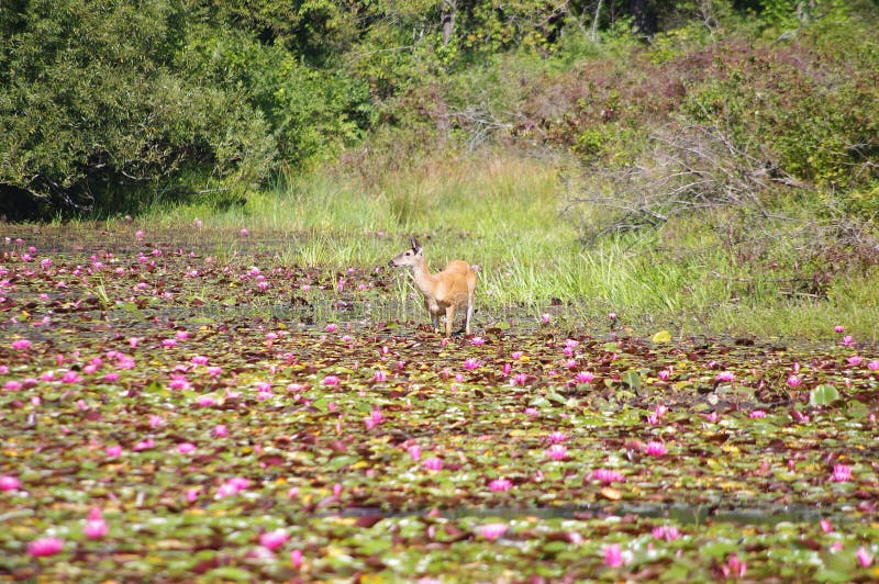 Deer in Lily Pads stock photo. Image of deer, summer 43842000