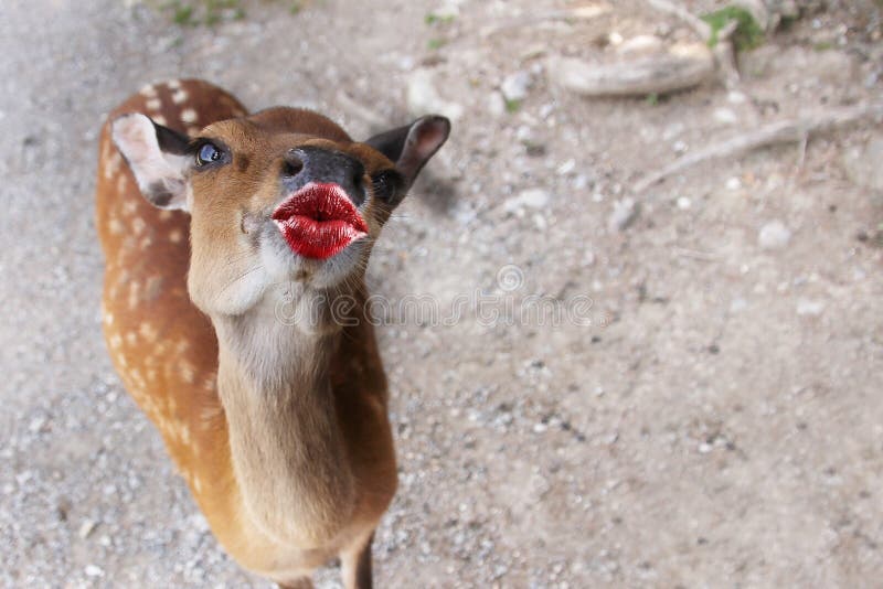 Funny Animal with Kissing Lips Cards for a Thank You, Birthday Stock Image - Image of lover, heart: 168474329 Funny Animal with Kissing Lips Cards for a Thank You, Birthday Stock Image - Image of lover, heart: 168474329