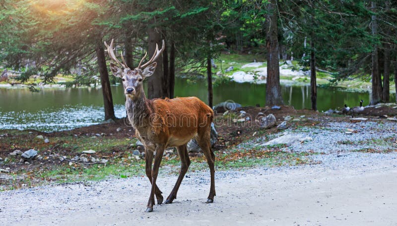 Deer at maturity age in the period of crossing with the female. Red deer on alert look for hunters. Hunting period of the cervus i stock photography Deer at maturity age in the period of crossing with the female. Red deer on alert look for hunters. Hunting period of the cervus i stock photography