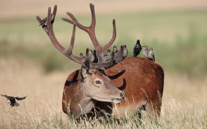 Deer in the Meadow. Birds Sit on His Back Stock Photo Image of city