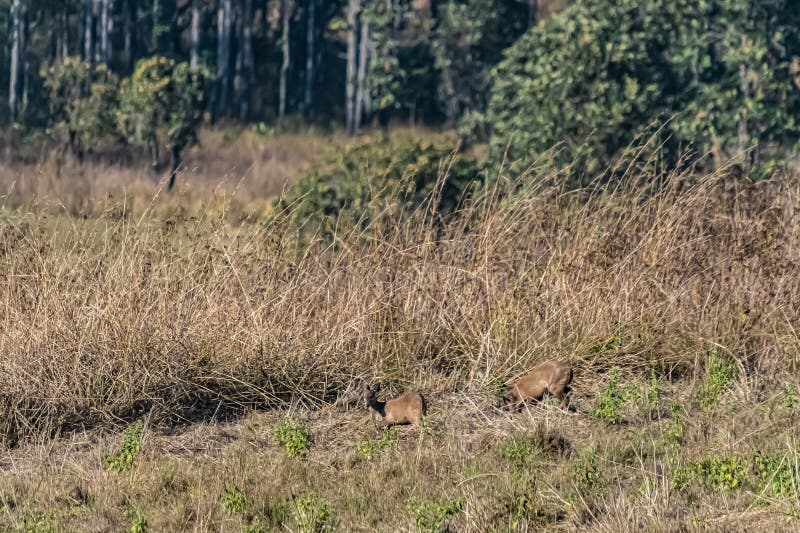 Deer in the Meadow Wildlife Conservation Area Stock Photo Image of