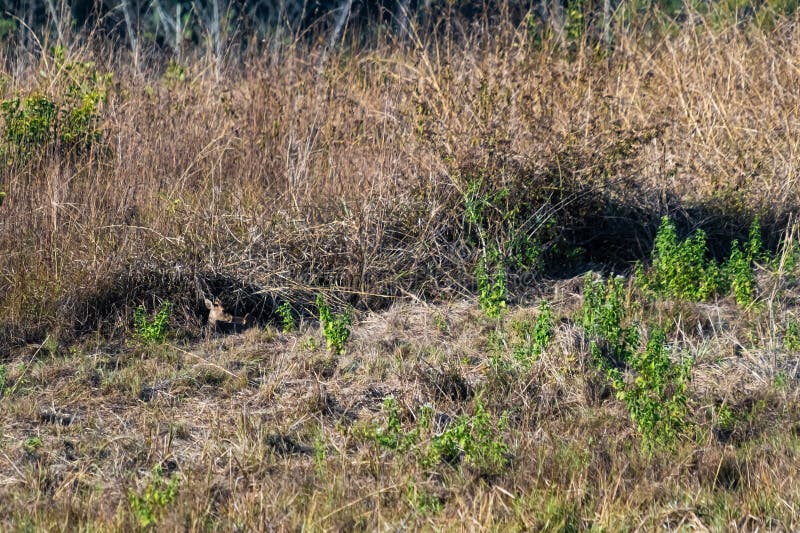 Deer in the Meadow Wildlife Conservation Area Stock Photo Image of
