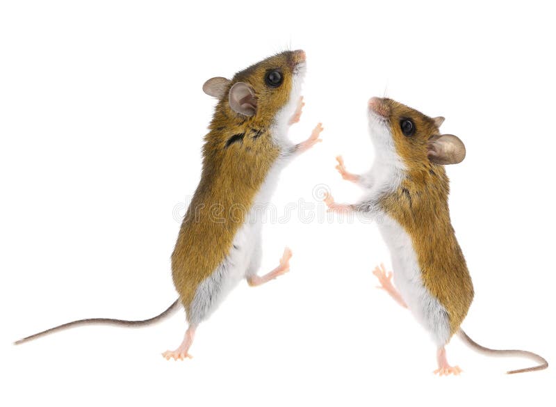 Deer Mice Peromyscus Mouse Stock Image Image of profile, house