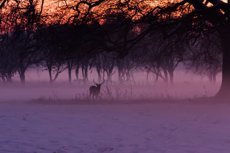 A Deer in the misty Phoenix park