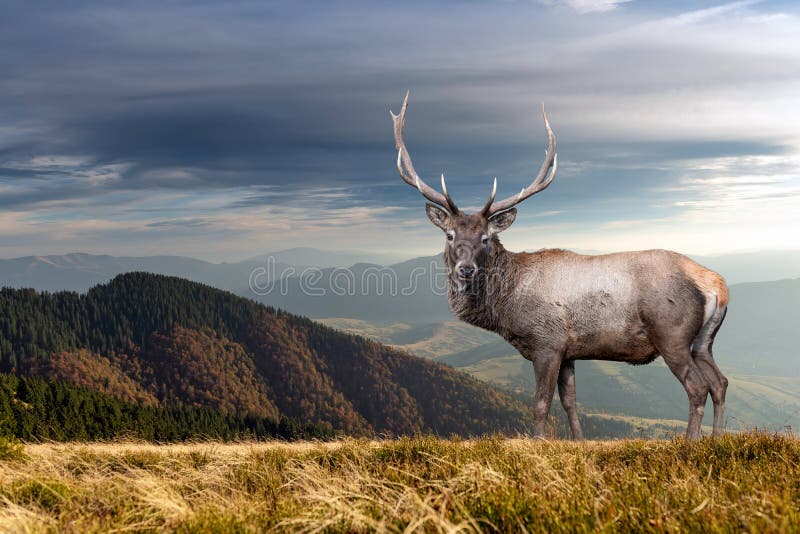 Deer On Mountain Background In Summer Time Stock Photo Image Of Game Buck 164196138