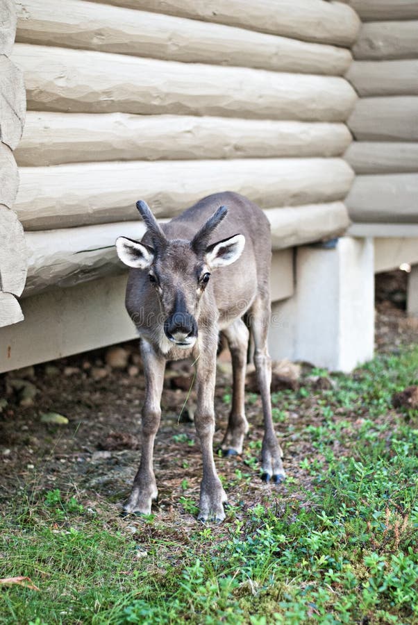 The deer near the house stock photo. Image of grey, herding 117247452