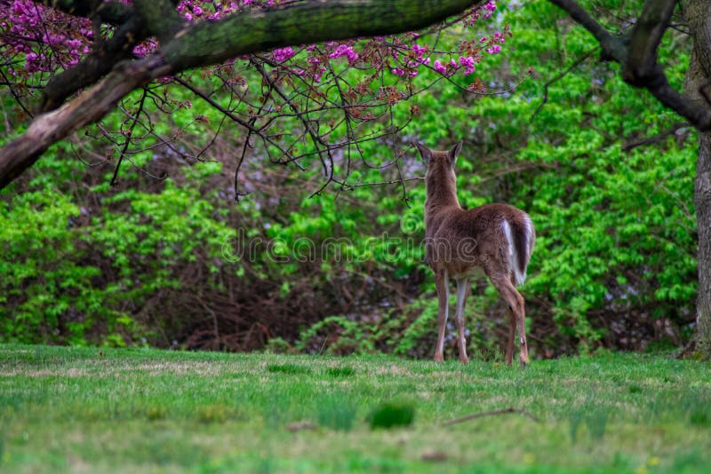 A Deer Next To a Large Cherry Blossom Tree Stock Image Image of