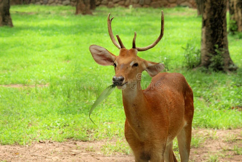 Manipuri Deer Wallpaper Background Stock Photos - Free & Royalty-Free Stock Photos from Dreamstime Manipuri Deer Wallpaper Background Stock Photos - Free & Royalty-Free Stock Photos from Dreamstime