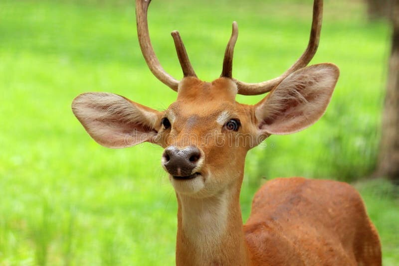 Manipuri Deer Wallpaper Background Stock Photos - Free & Royalty-Free Stock Photos from Dreamstime Manipuri Deer Wallpaper Background Stock Photos - Free & Royalty-Free Stock Photos from Dreamstime