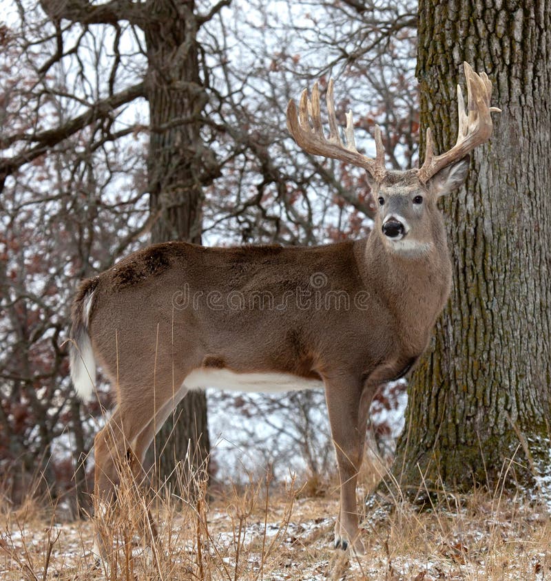 Deer profile. 