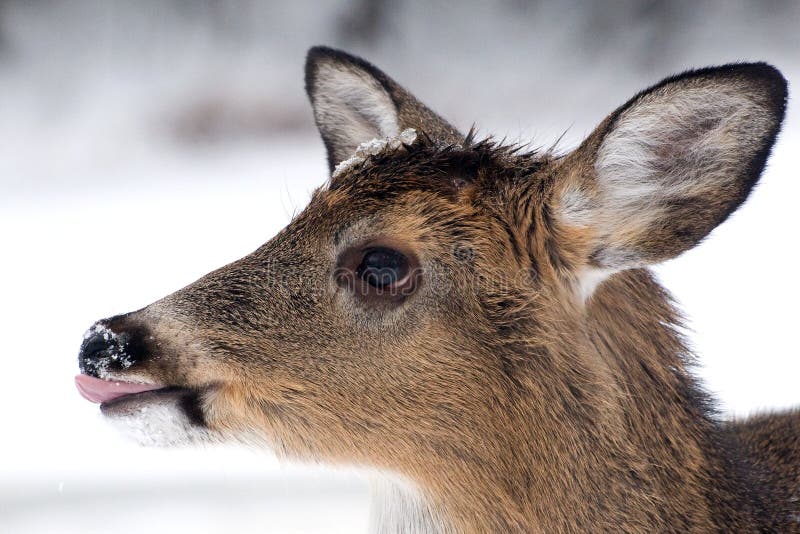 Deer pulling tongue stock image. Image of joke, ears, funny - 3901981