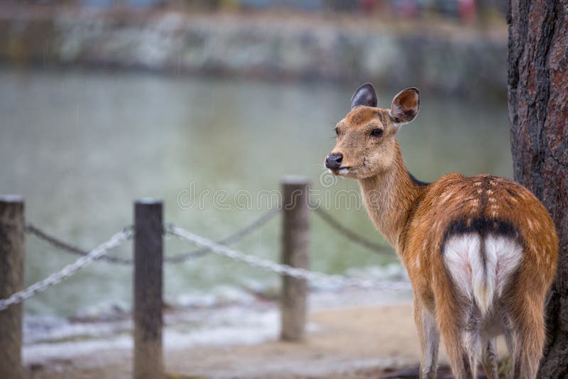 Deer in the rain day stock photo. Image of wildlife 154322752
