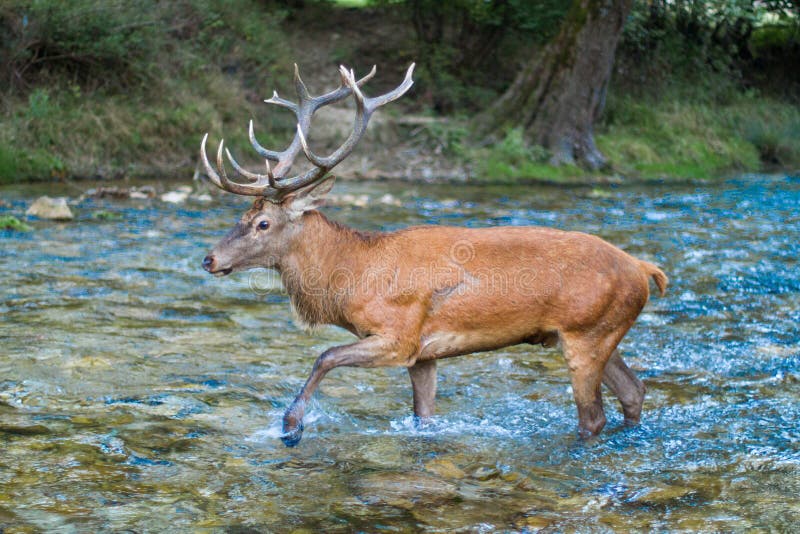 Deer in Roaring Season of the Aori National Park Abruzzo Italy Stock Image - Image of animal, fall: 198216103 Deer in Roaring Season of the Aori National Park Abruzzo Italy Stock Image - Image of animal, fall: 198216103