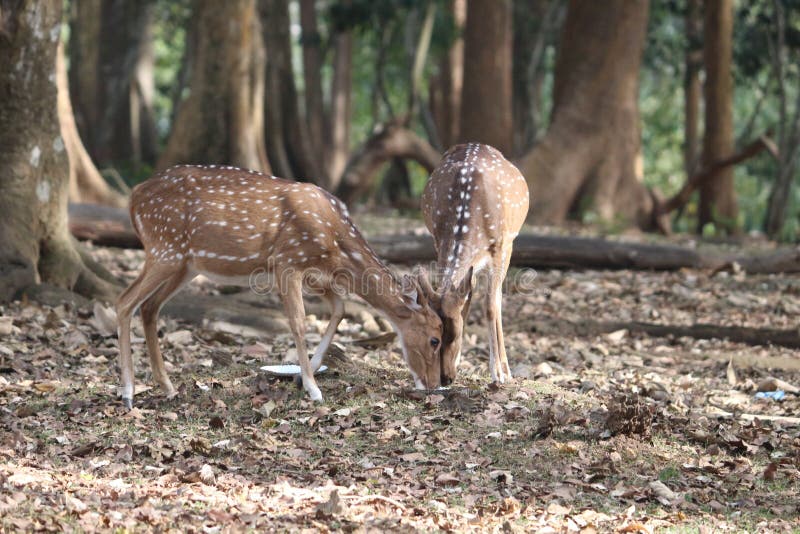 Locking horns stock photo. Image of ellipsiprymnus, tarangire 39151200