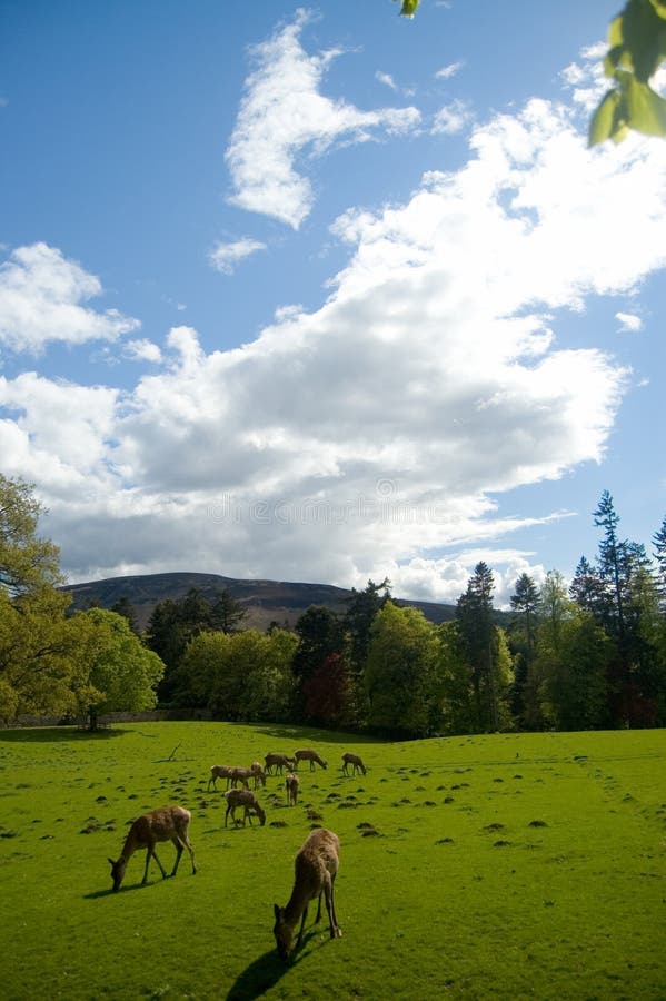 Deer and scottish landscape