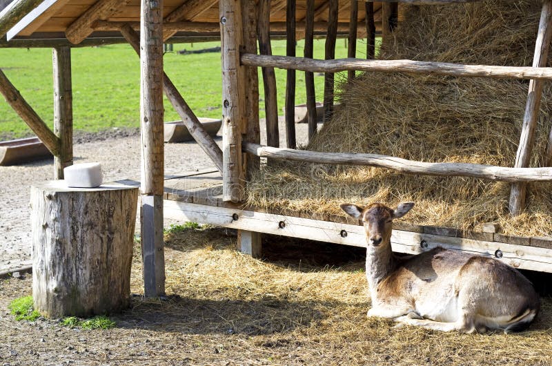 Deer shelter stock image. Image of fallow, shelter, food 57880021