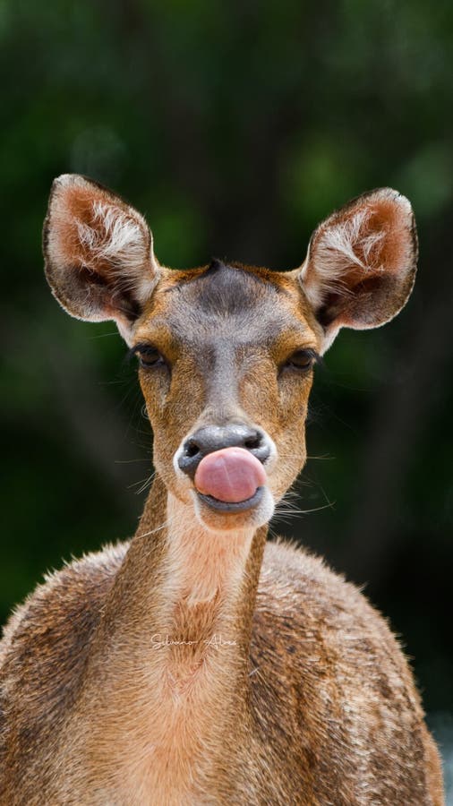 Deer showing the tongue stock image. Image of prairie 265391453