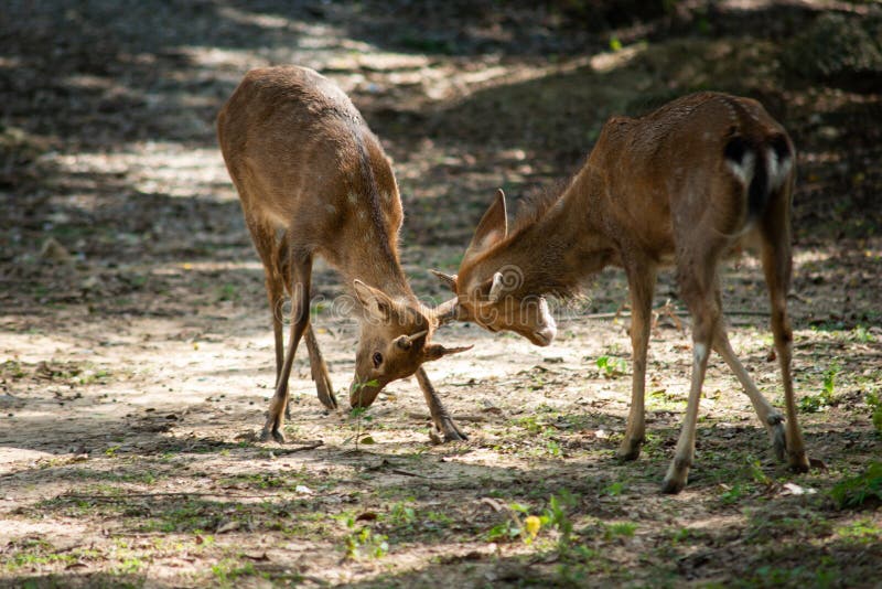 Sika deer