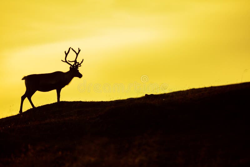 1,529 Deer Silhouette Sunset Stock Photos - Free & Royalty-Free