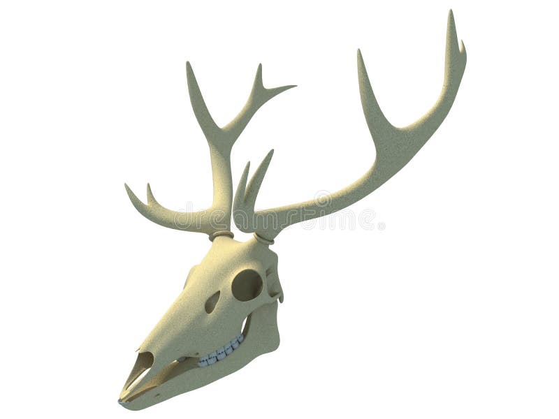 Deer Skull Anatomy 3D Rendering Stock Illustration Illustration of