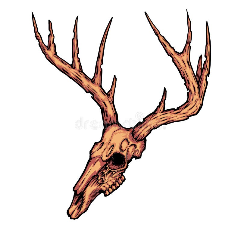 A vector illustration of a whitetail skull and antlers in a  Deer skull  tattoos Deer tattoo Deer skull drawing