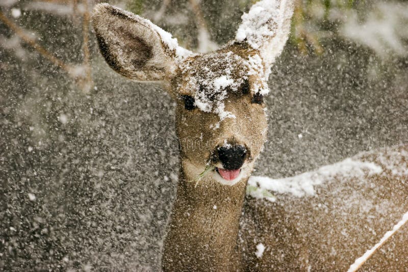 45,054 Deer Snow Stock Photos Free & RoyaltyFree Stock Photos from
