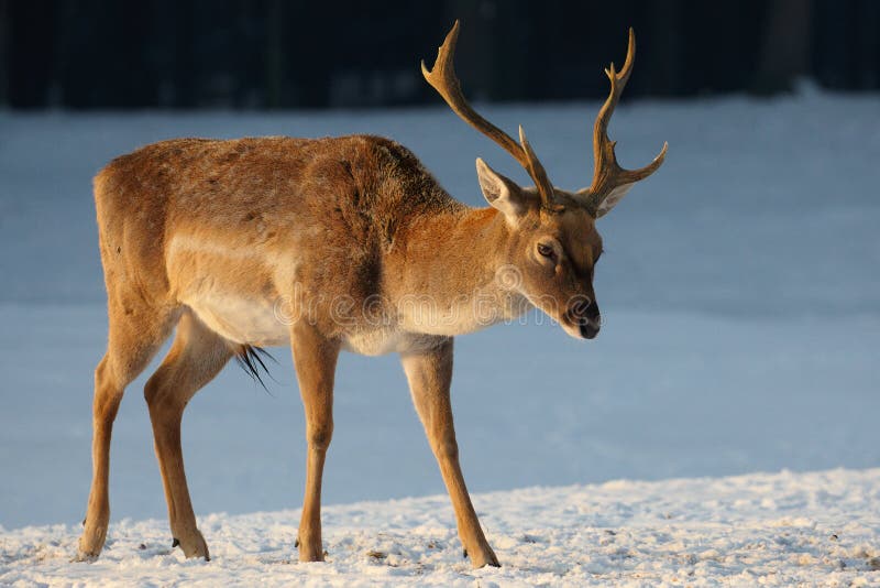 Deer in the snow stock photo. Image of deer, animal, wild 17292672