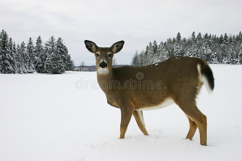 Download Deer in the Snow stock image. Image of deer, crisp, snow - 465385