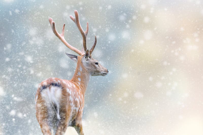 Deer in a Snow on Christmas Background Stock Photo - Image of banner