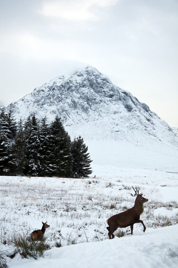 Deer in the snow at Glen Coe in Scotland