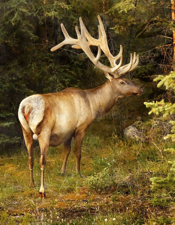 Red Stag Buck Backdrop stock photo. Image of mammal 122609630