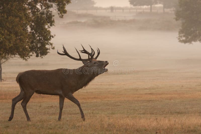 Deer stag in the mist