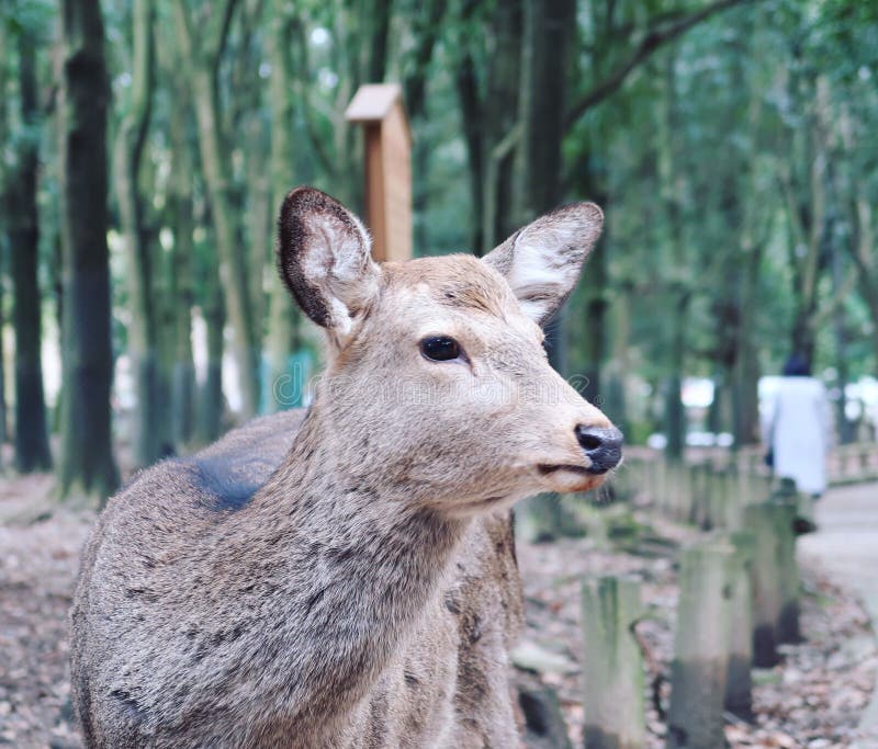 Deer Stands in a Dirt Clearing Surrounded by a Lush Forest of Trees