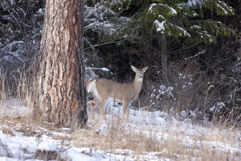 Deer Stands Near Me Exploring the Intersection of Wildlife and Human Settlements