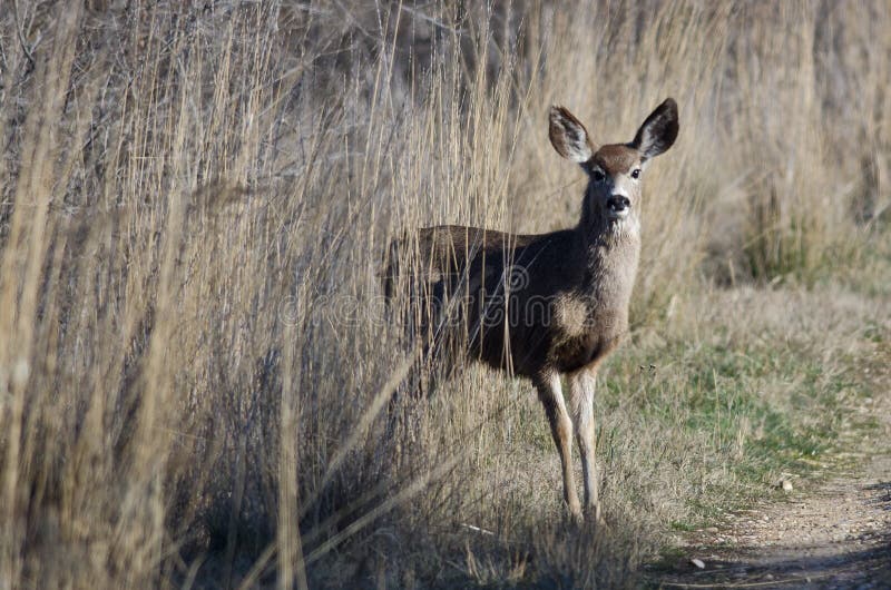 Deer Stepping Out From The Tall Marsh Grass stock photo Deer Stepping Out From The Tall Marsh Grass stock photo