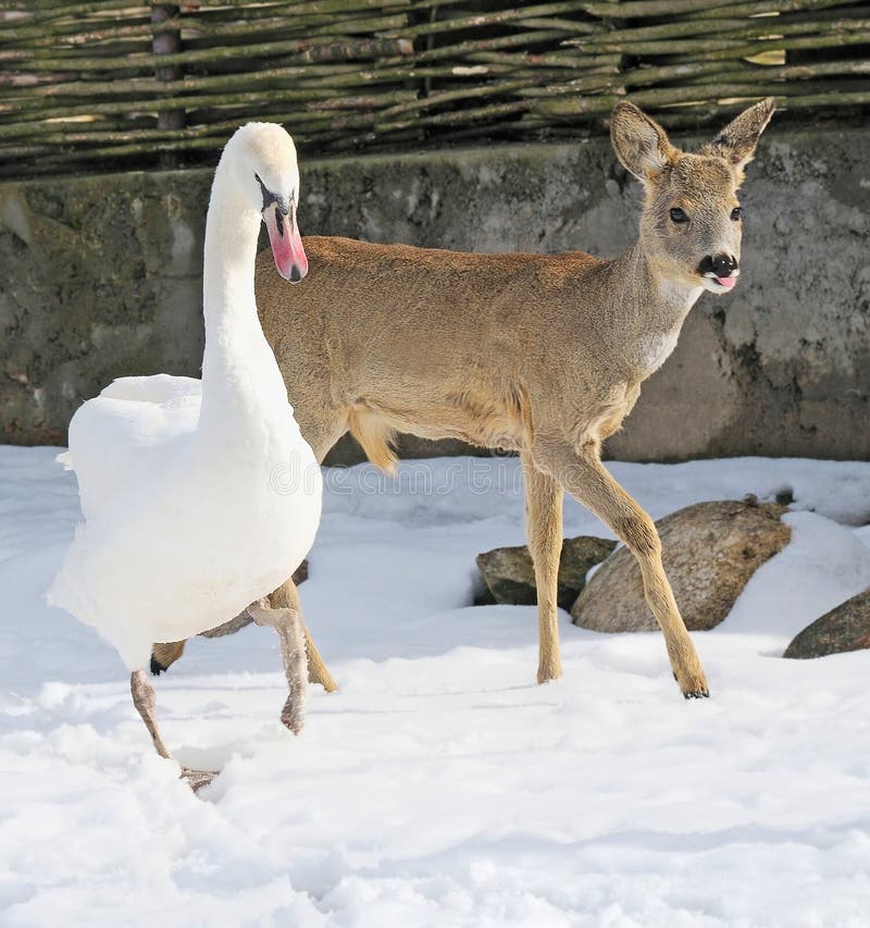 Deer and swan