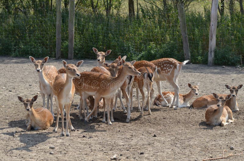 Deer stock image Deer stock image