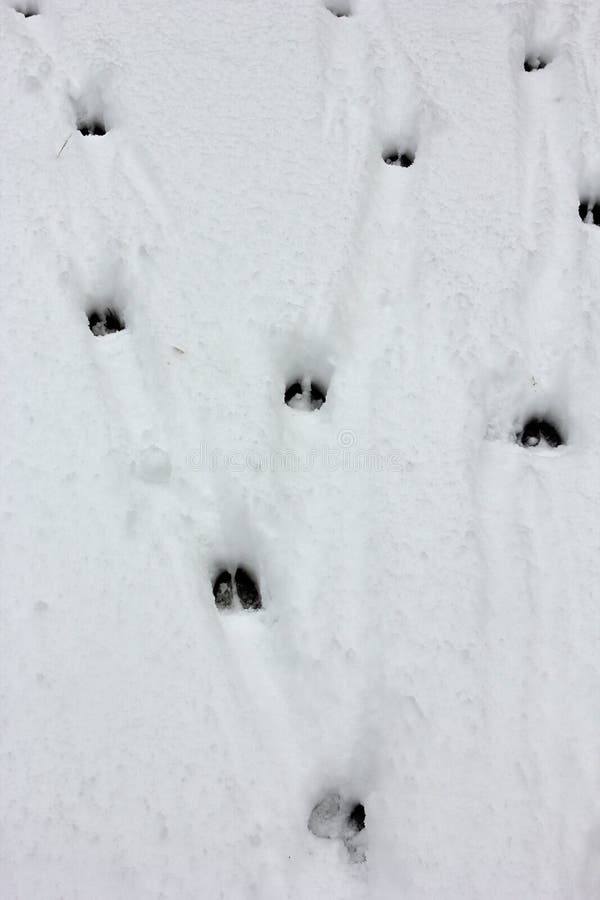 Deer tracks stock image. Image of many, animal, natural 28322385