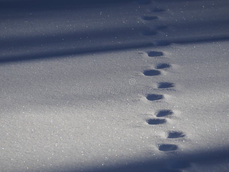 Deer tracks in deep snow stock photo. Image of eifel 240858892