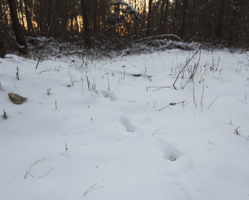 Deer tracks in deep snow stock photo. Image of eifel 240858892