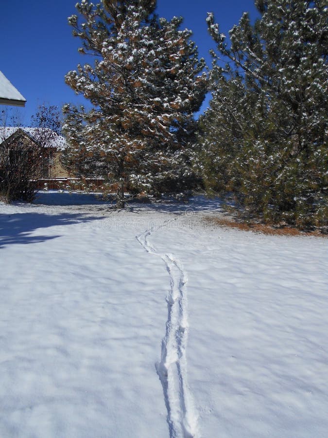 Deer Tracks In The Snow At Sundown Stock Image Image of sundown