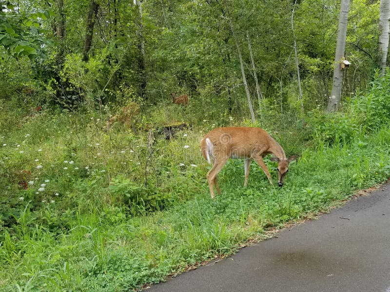 Deer on trail road stock photo. Image of nature, grass 257993836