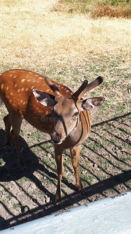 Deer are Very Beautiful Animals with a Graceful Elongated Body, a Long Neck, Slender Limbs, a Short Tail and a Pointed Head with L Stock Image - Image of gardens, animals: 195752375 Deer are Very Beautiful Animals with a Graceful Elongated Body, a Long Neck, Slender Limbs, a Short Tail and a Pointed Head with L Stock Image - Image of gardens, animals: 195752375