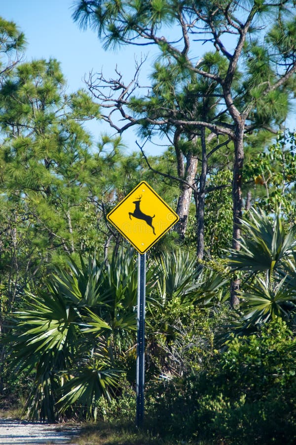 Deer warning sign stock photo. Image of floriday, xing 241884990